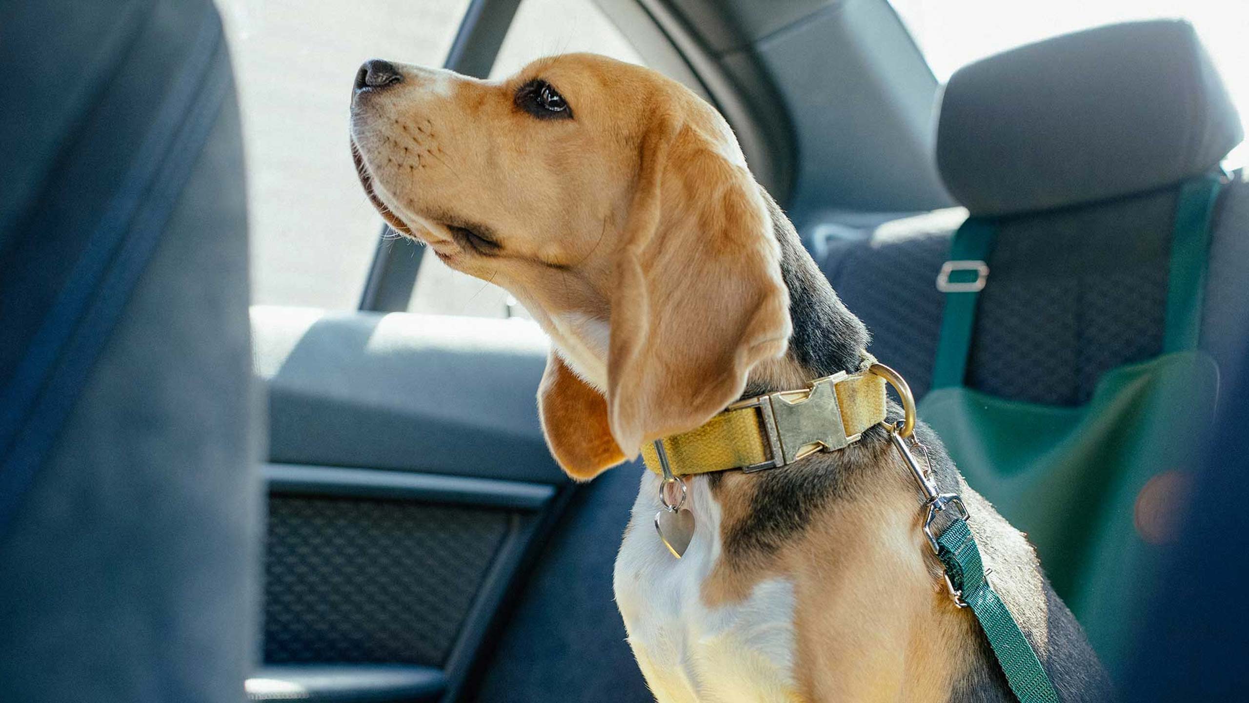 Hond veilig op de achterbank met aangepaste autogordel.