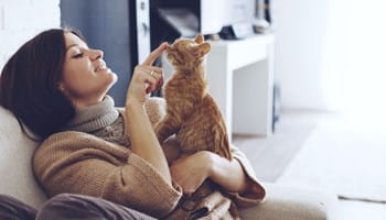 Chat roux rassuré avant un déménagement