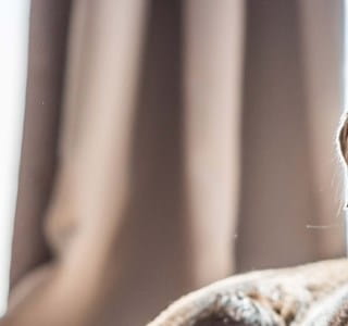 Chien et chat en bonne santé et en sécurité