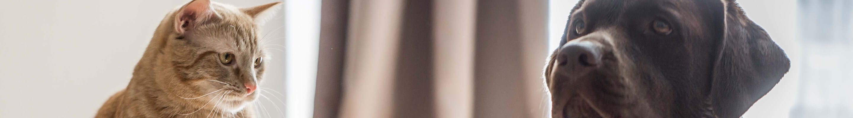 Chien et chat en bonne santé et en sécurité